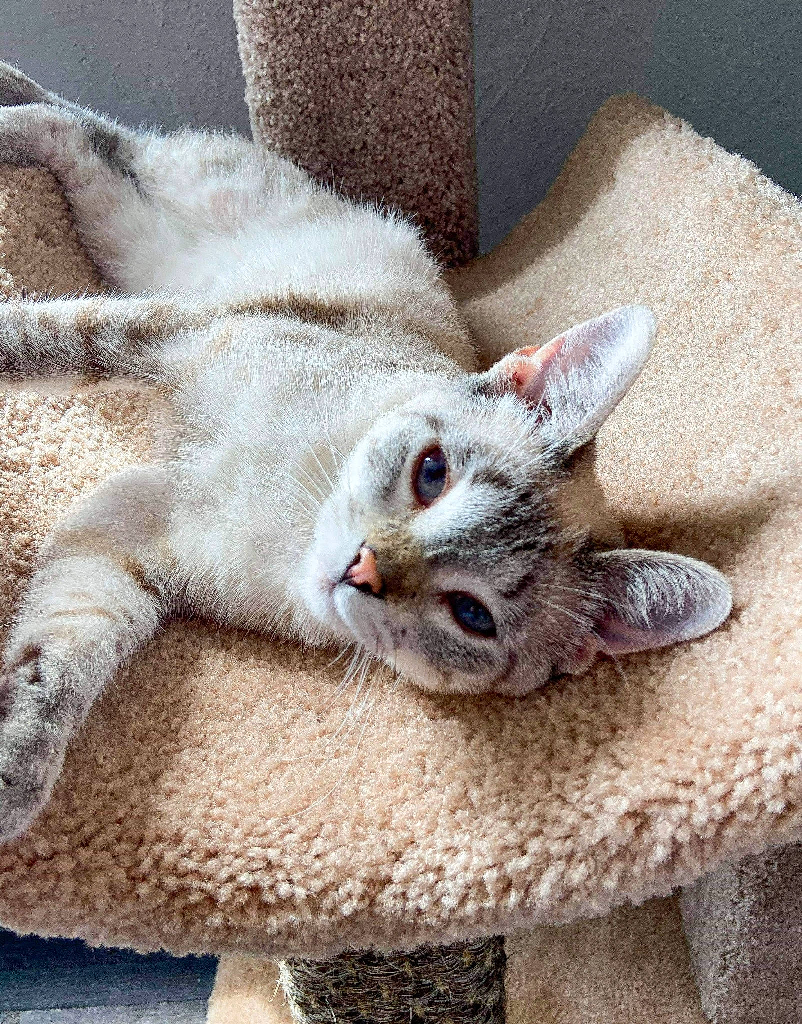 Nalani is registered to the contest to win money with this photo: aegean_cat, asian, burmilla, carnivore, cat, devon_rex, domestic_short_haired_cat, dragon_li, european_shorthair, fawn, felidae, kitten, mammal, paw, singapura, small_to_medium_sized_cats, tabby_cat, vertebrate, whiskers