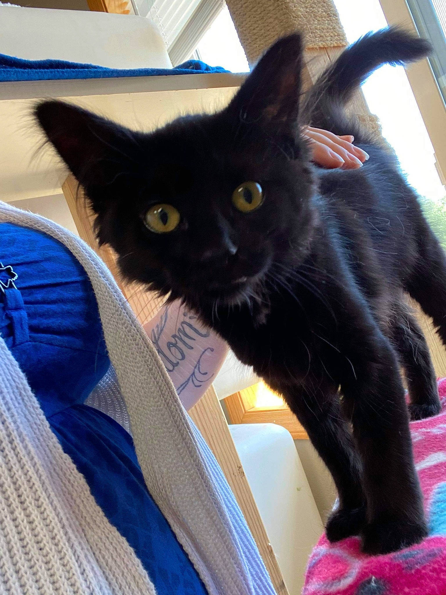 Maizi joined the competition — help win amazing prizes! asian, black_cat, bombay, burmese, carnivore, cat, domestic_short_haired_cat, felidae, havana_brown, kitten, korat, mammal, small_to_medium_sized_cats, tail, vertebrate, whiskers