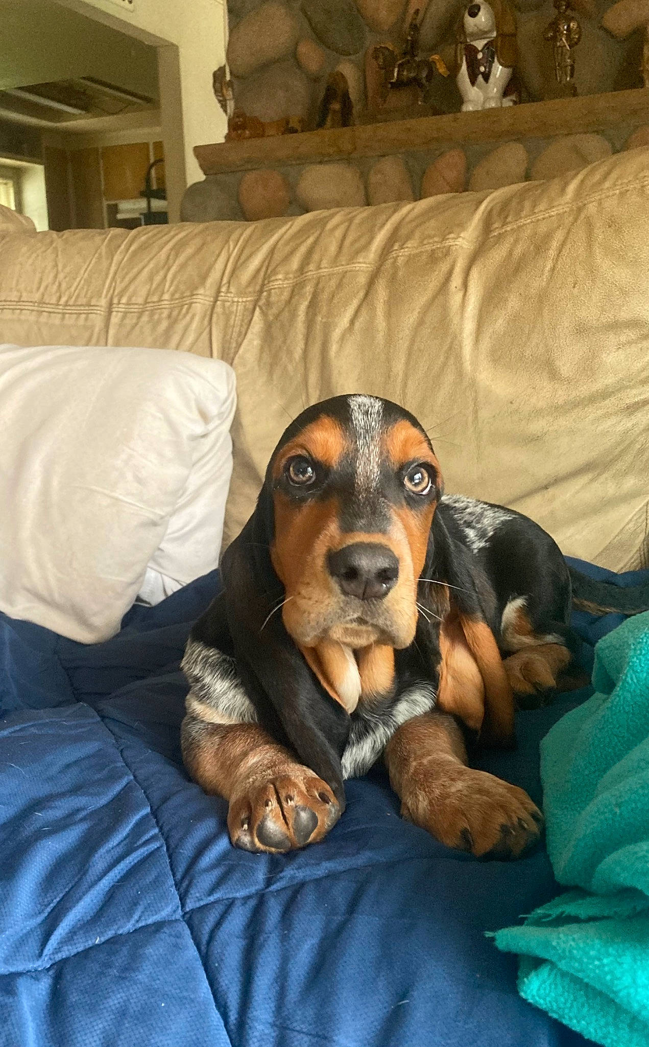 Dexter is registered to the contest to win money with this photo: basset_hound, canidae, carnivore, comfort, companion_dog, couch, dog, dog_breed, fawn, hound, lamp, linens, liver, living_room, picture_frame, room, scent_hound, snout, sporting_group, working_animal