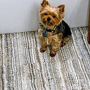 Astro is registered to the contest to win money with this photo: dog, small_dog, yorkshire_terrier, pet, indoor, carpet, floor, collar, tag, fur, ears, curious, sitting, canine, animal, domestic_animal, home, wood_floor, wall, cute