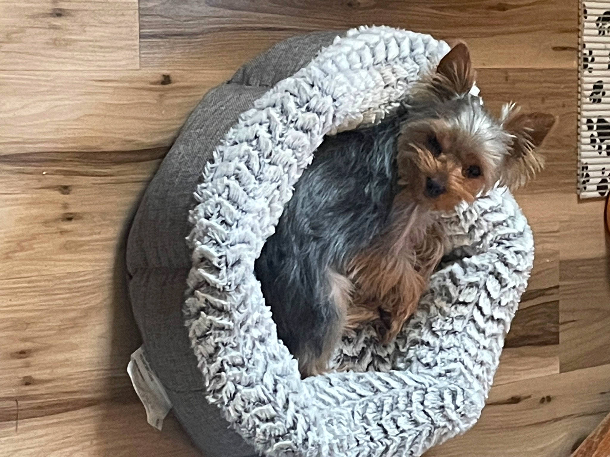 Astro is registered to the contest to win money with this photo: canidae, carnivore, comfort, companion_dog, dog, dog_bed, dog_breed, dog_clothes, dog_supply, fashion_accessory, fur, hardwood, liver, pet_supply, small_terrier, sporting_group, sunglasses, terrier, toy_dog, wood