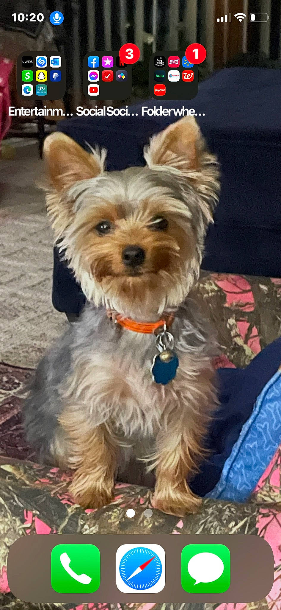 Astro joined the competition — help win amazing prizes! biewer_terrier, canidae, carnivore, companion_dog, dog, dog_breed, dog_supply, fashion_accessory, fawn, fur, liver, mammal, small_terrier, snout, sporting_group, terrier, toy_dog, working_animal, yorkipoo, yorkshire_terrier