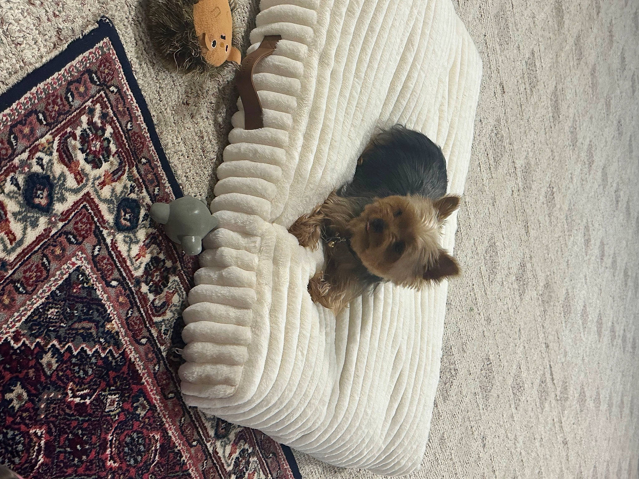 Astro is registered to the contest to win money with this photo: carnivore, carpet, cat, comfort, companion_dog, dog_breed, domestic_short_haired_cat, fawn, felidae, floor, flooring, fur, linens, pattern, room, small_to_medium_sized_cats, tail, whiskers, wood, working_animal