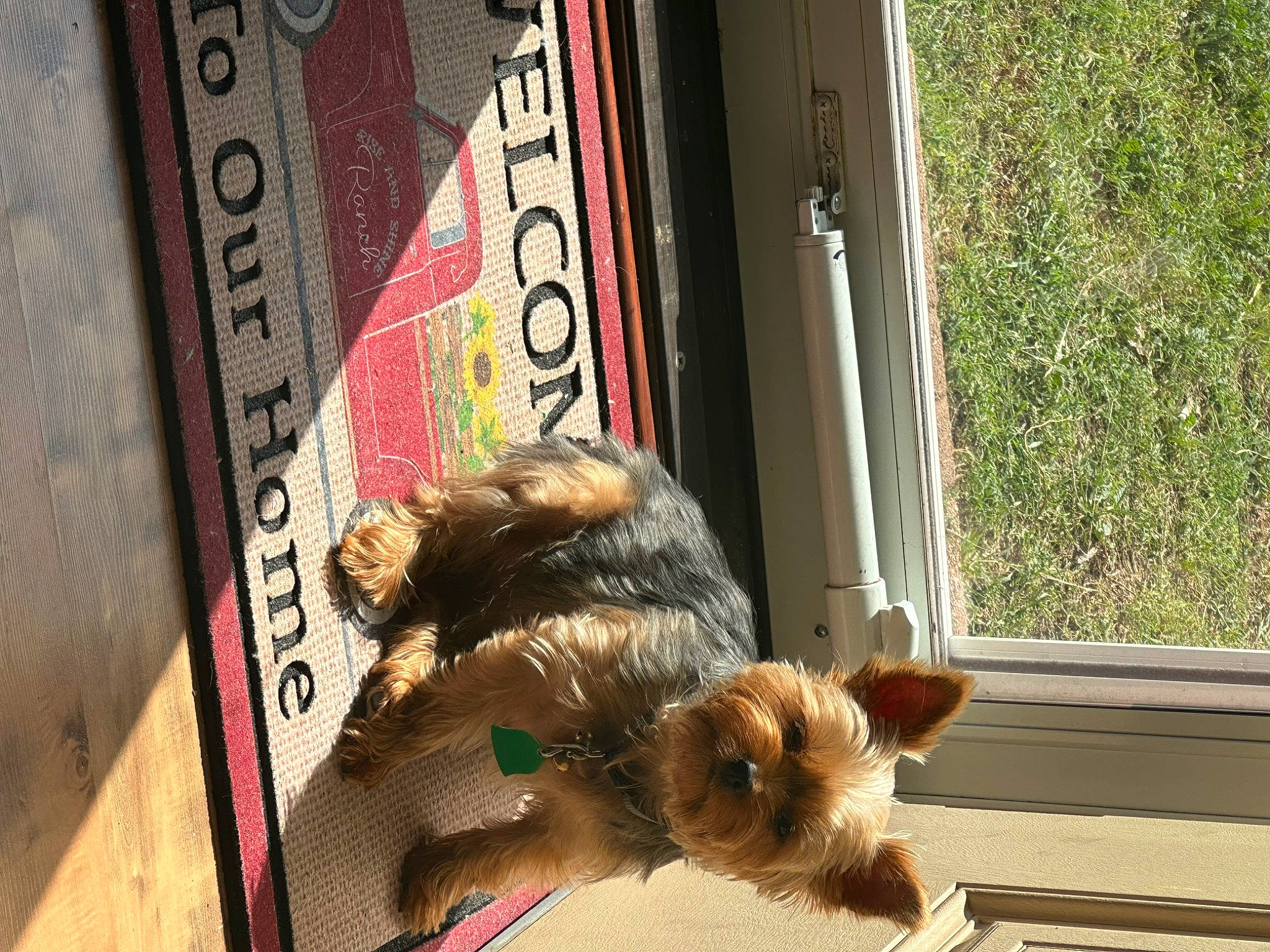 Astro is registered to the contest to win money with this photo: art, canidae, companion_dog, dog_breed, door, fawn, felidae, fur, house, metal, plant, small_to_medium_sized_cats, sporting_group, stuffed_toy, tail, teddy_bear, toy, visual_arts, window, wood