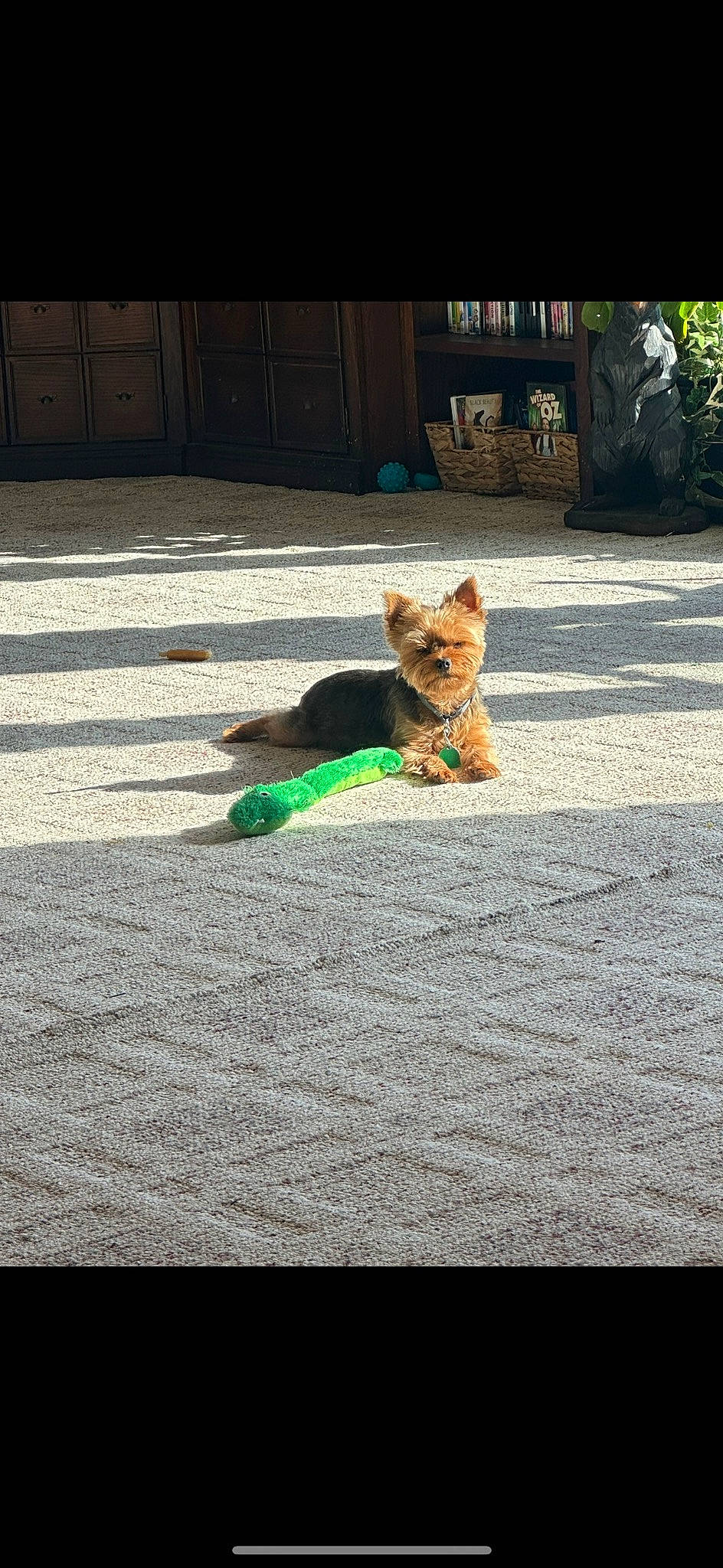 Astro joined the competition — help win amazing prizes! asphalt, carnivore, companion_dog, dog, dog_breed, dog_supply, fawn, felidae, flooring, grass, plant, road, road_surface, sidewalk, snout, tail, tints_and_shades, tree, whiskers, wood