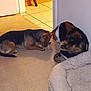 dog, cat, carpet, indoor, pet_bed, floor, curious, animal_interaction, calico_cat, small_dog, home, kitchen, tile_floor, wall, door, furniture_leg, quiet_moment, animal, domestic, companions