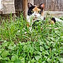 Mazikeen joined the competition — help win amazing prizes! cat, calico, grass, greenery, outdoor, pet, animal, feline, nature, wooden_fence, stone_wall, relaxed, eye_contact, closeup, ground_level, curious, whiskers, ears, collar, sunlight