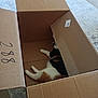 Mazikeen is registered to the contest to win money with this photo: cat, calico_cat, cardboard_box, box_flap, carpet, rug, indoor, pet, feline, resting, relaxed, animal, home, cozy, brown, white, black, orange, living_room, floor