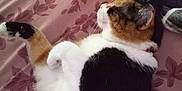 Mazikeen joined the competition — help win amazing prizes! cat, calico, bed, blanket, remote_control, floral_pattern, fur, pet, domestic_animal, resting, indoor, sleepy, whiskers, paws, collar, side_view, soft_texture, comfort, relaxed, animal