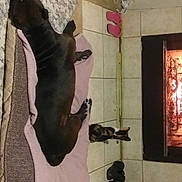 Mazekeen is registered to the contest to win money with this photo: art, building, door, fire, fireplace, flooring, gas, heat, house, room, sculpture, shadow, stairs, statue, tail, tree, visual_arts, window, wood, working_animal