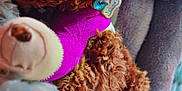 Clutch is registered to the contest to win money with this photo: animal, blanket, brown_fur, comfort, cozy, cuddly, curly_fur, cute, dog, dog_bed, fur, indoor, pet, plush, purple_sweater, relaxation, resting, sleeping, soft, stuffed_toy