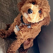 Clutch joined the competition — help win amazing prizes! animal, brown_dog, canine, collar, companion, curious, cute, dog, domestic_animal, fluffy, fur, head_tilt, indoor, mammal, pet, puppy, sitting, small_dog, tag, wooden_floor