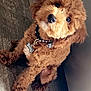 animal, brown_dog, canine, collar, companion, curious, cute, dog, domestic_animal, fluffy, fur, head_tilt, indoor, mammal, pet, puppy, sitting, small_dog, tag, wooden_floor