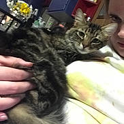 Jasmine joined the competition — help win amazing prizes! cat, person, indoor, tabby_cat, holding, hand, face, fur, kitchen, cabinet, flowers, shelf, casual_clothing, yellow_tie_dye, cozy, domestic, pet, close_up, portrait, relaxed