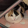cat, calico_cat, pet, animal, feline, kitten, white_fur, orange_fur, black_fur, yellow_eyes, wide_eyes, sitting, lying_down, indoors, cozy, polka_dots, pink_surface, red_fabric, metal_bar, close_up