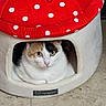Suki is registered to the contest to win money with this photo: cat, calico_cat, pet, animal, mushroom_house, pet_bed, polka_dots, red, white, indoor, floor, tile, sitting, looking_at_camera, green_eyes, whiskers, pink_nose, fur, cozy, home_decor