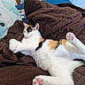 Suki is registered to the contest to win money with this photo: cat, calico_cat, pet, animal, sleeping, lying_down, relaxed, playful, paws, pink_paw_pads, fur, white_fur, orange_patches, black_patches, blanket, bed, bedroom, stuffed_toys, cozy, indoor