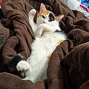 Suki is registered to the contest to win money with this photo: cat, calico_cat, pet, animal, feline, white_fur, orange_fur, black_fur, belly_up, lying_down, raised_paw, relaxed, playful, cute, blanket, bed, laundry, indoors, portrait, cozy