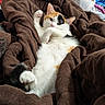 cat, calico_cat, pet, animal, feline, white_fur, orange_fur, black_fur, belly_up, lying_down, raised_paw, relaxed, playful, cute, blanket, bed, laundry, indoors, portrait, cozy