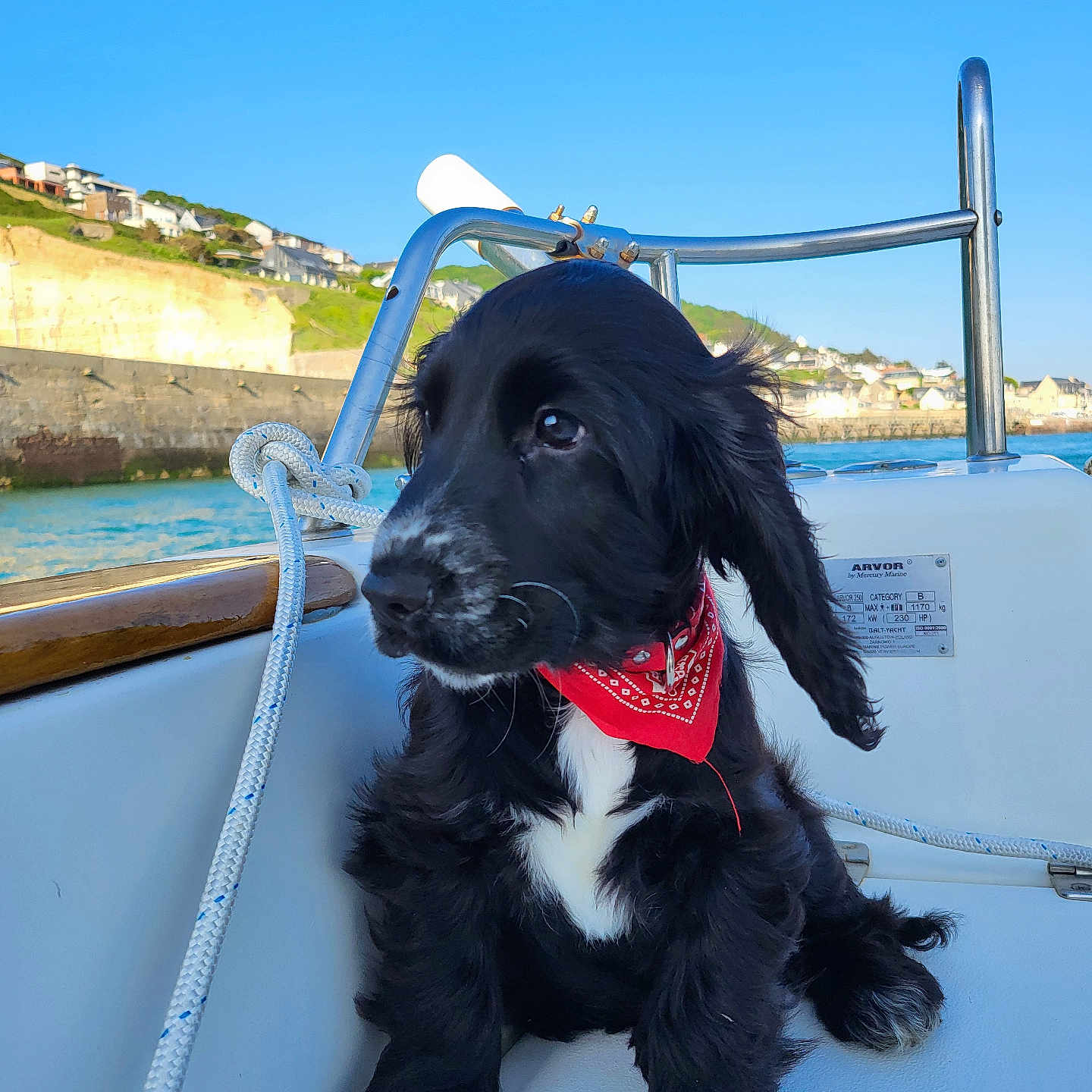 Marty participe au concours pour gagner de l'argent avec cette photo : accessories, animal, boat, canine, cockerspaniel, dog, handrail, hound, labradorretriever, newfoundland, pet, puppy, strap, summer, terrier, transportation, vehicle, water, watercraft, waterfront