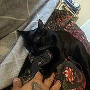 Sirus joined the competition — help win amazing prizes! animal, bed, black_cat, blanket, cat, claws, comfort, cozy, domestic_cat, fur, hand, indoor, nap, patterned_blanket, paw, relaxation, resting, sleeping, tattoo, whiskers