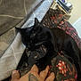 animal, bed, black_cat, blanket, cat, claws, comfort, cozy, domestic_cat, fur, hand, indoor, nap, patterned_blanket, paw, relaxation, resting, sleeping, tattoo, whiskers