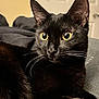 Sirus is registered to the contest to win money with this photo: alert, animal, black_cat, cat, claws, closeup, cute, domestic_animal, ears, feline, fur, indoor, looking, mammal, pet, portrait, relaxed, resting, whiskers, yellow_eyes