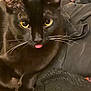 Sirus joined the competition — help win amazing prizes! animal, black_cat, cat, close_up, cozy, cute, domestic_cat, ears, feline, fur, indoor, knitted_blanket, looking, paw, pet, portrait, resting, tongue_out, whiskers, yellow_eyes