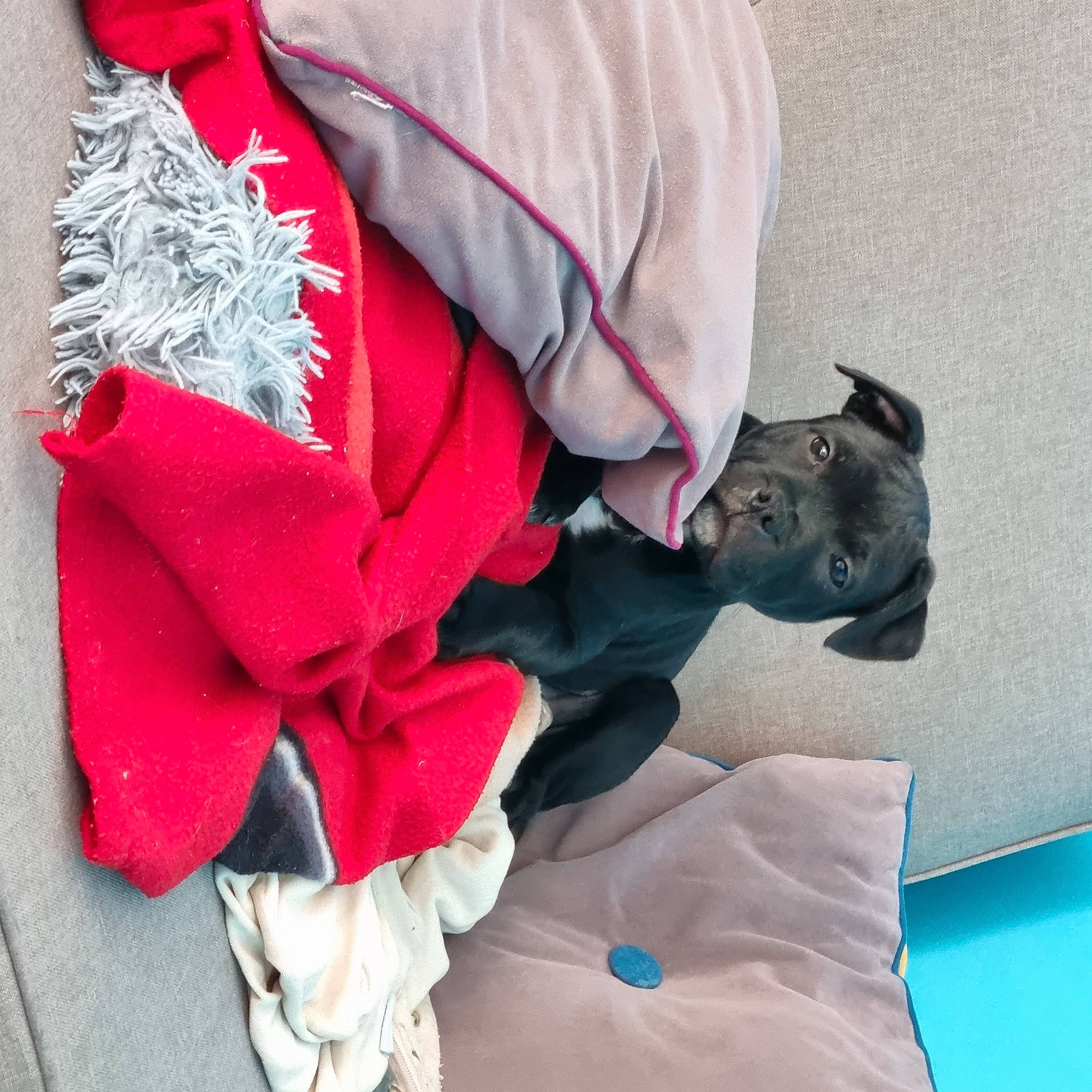 Thanos a rejoint le concours — aidez-le/la à gagner de superbes lots ! bow_tie, carmine, dress, electric_blue, fashion_accessory, fictional_character, fur, grey, hat, linens, magenta, petal, sleeve, tie, uniform