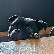 Thanos participe au concours pour gagner de l'argent avec cette photo : animal, black_dog, closeup, companion, curious, cute, dog, domestic_animal, ears, expression, eyes, face, indoor, looking, paw, pet, snout, table, waiting, wood