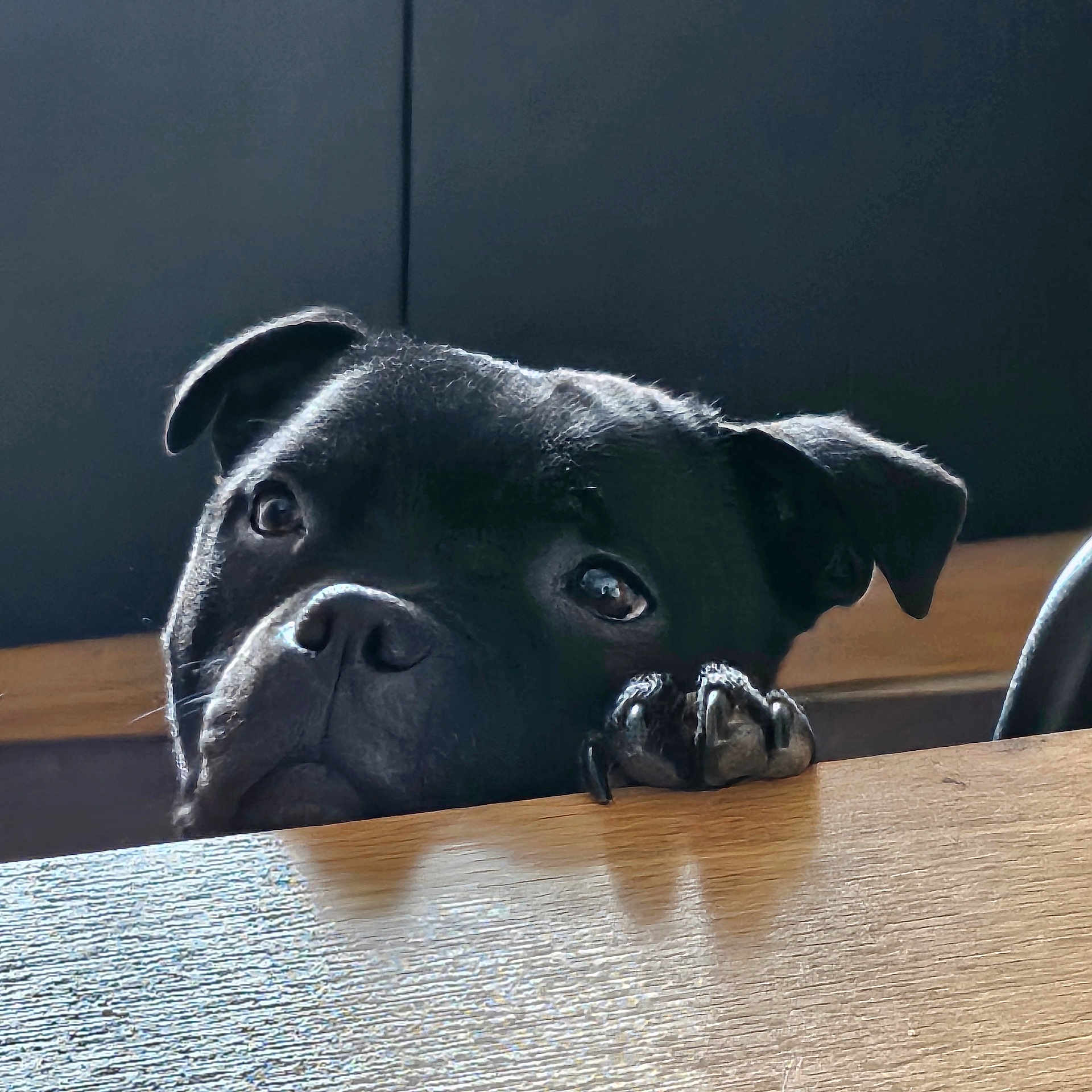 Thanos participe au concours pour gagner de l'argent avec cette photo : animal, black_dog, closeup, companion, curious, cute, dog, domestic_animal, ears, expression, eyes, face, indoor, looking, paw, pet, snout, table, waiting, wood
