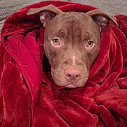 Trouble is registered to the contest to win money with this photo: dog, blanket, red, cozy, pet, fur, snug, indoor, canine, wrapped, comfort, soft, warm, animal, cute, portrait, face, ears, nose, relaxed