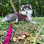 puppy, dog, husky, leash, harness, grass, forest, trees, outdoor, nature, cute, fluffy, pet, animal, young, lying_down, greenery, playful, canine, daylight