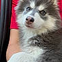 animal, arm, blue_eyes, close_up, companion, cuddle, cute, dog, fluffy, friendly, fur, husky, indoors, mammal, person, pet, portrait, puppy, red_shirt, young