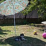 ball, cute, dog, fence, flower_pattern, grass, greenery, nature, outdoor, pet, play, puppy, relaxation, shade, shadow, summer, sunlight, tree, umbrella, yard