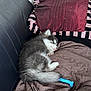 puppy, dog, sleeping, couch, quilt, pillow, toy, blue_toy, fur, pet, resting, indoor, cozy, cute, animal, nap, furry, small_dog, black_and_white, striped_pillow