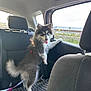 Rozy a rejoint le concours — aidez-le/la à gagner de superbes lots ! animal, backseat, blanket, canine, car, companion, cute, daylight, dog, fur, happy, interior, leash, looking_out, pet, seat, sunlight, tongue_out, travel, window
