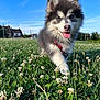 puppy, dog, grass, flower, clover, outdoor, nature, sky, blue_sky, happy, tongue_out, animal, pet, field, walking, fur, ears, daylight, house, summer