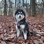 Rozy a rejoint le concours — aidez-le/la à gagner de superbes lots ! animal, autumn, brown_leaves, canine, daytime, dog, fall, forest, fur, leash, leaves, nature, outdoor, pet, pink_harness, puppy, sitting, trees, woods, young_dog