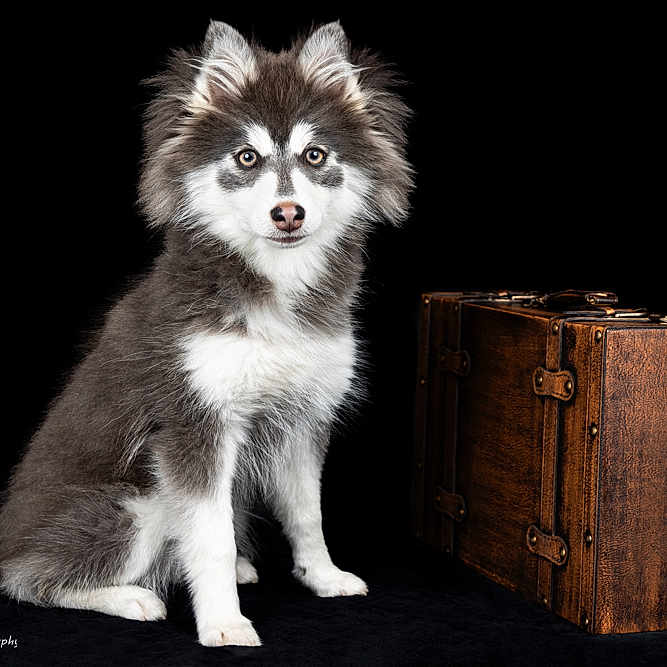 Rozy a rejoint le concours — aidez-le/la à gagner de superbes lots ! animal, attentive, black_and_white, cute, dark_background, dog, ears, face, fluffy, fur, isolated, nose, paws, pet, portrait, portrait_photography, puppy, sitting, studio, vintage_suitcase
