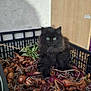 Mochi participe au concours pour gagner de l'argent avec cette photo : animal, black_cat, cat, closeup, crate, curious, cute, furry, green_eyes, indoor, kitten, onions, pet, plant, rustic, sitting, small, vegetables, wall, wood_panel