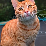 Leo joined the competition — help win amazing prizes! cat, orange_tabby, animal, pet, whiskers, fur, outdoor, nature, curious, closeup, portrait, eyes, mammal, cute, feline, stripes, alert, domestic_cat, head, face