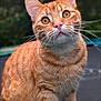 cat, orange_tabby, animal, pet, whiskers, fur, outdoor, nature, curious, closeup, portrait, eyes, mammal, cute, feline, stripes, alert, domestic_cat, head, face