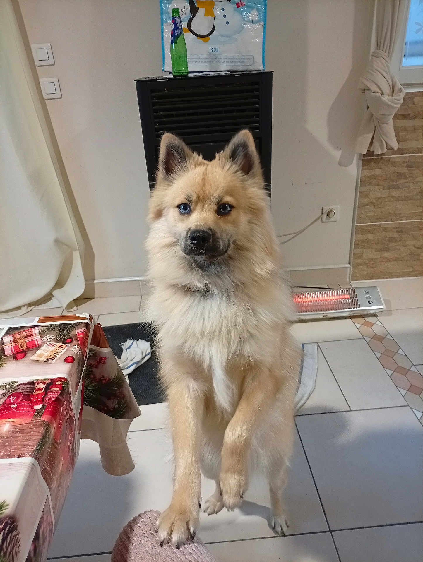 Everest participe au concours pour gagner de l'argent avec cette photo : dog, fluffy, heterochromia, blue_eye, brown_eye, indoor, tile_floor, heater, table, tablecloth, curtain, wall_socket, decor, pet, fur, paw, standing, looking, cute, animal
