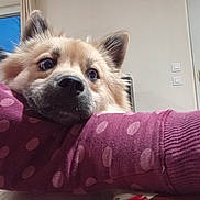 Everest a rejoint le concours — aidez-le/la à gagner de superbes lots ! dog, fluffy, pet, indoor, arm, sleeve, purple, polka_dot, window, door, resting, face, ears, fur, close_up, cute, animal, companion, home, evening