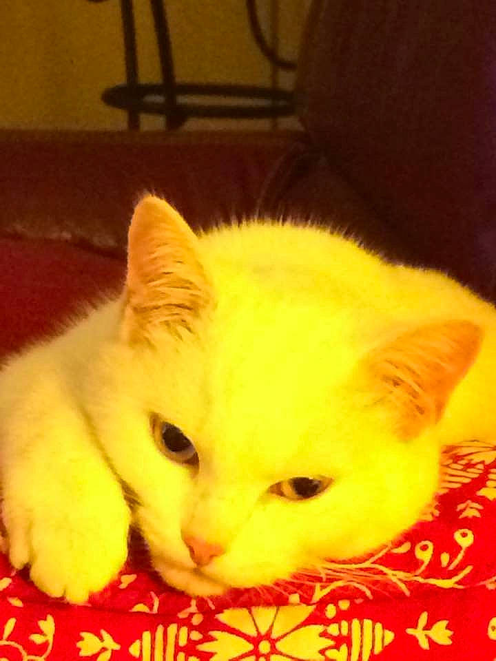 Bella
