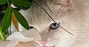 Bella participe au concours pour gagner de l'argent avec cette photo : animal, blue_eyes, cat, close_up, curious, decor, feline, flower, green_leaves, indoor, mouth_open, nature, pet, pink_flower, plant, sniffing, soft_light, table, whiskers, white_cat