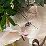 animal, blue_eyes, cat, close_up, curious, decor, feline, flower, green_leaves, indoor, mouth_open, nature, pet, pink_flower, plant, sniffing, soft_light, table, whiskers, white_cat