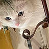 animal, blue_eyes, cat, close_up, curious, cute, decor, face, fluffy, furniture, indoor, ironwork, leaf, metal, pet, pink_nose, plant, reflection, whiskers, white_cat