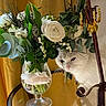 Bella a rejoint le concours — aidez-le/la à gagner de superbes lots ! animal, bouquet, cat, closeup, curious, decor, flowers, glass_table, glass_vase, golden_curtain, greenery, indoor, leaves, pet, plant, reflection, still_life, table, white_cat, white_flowers